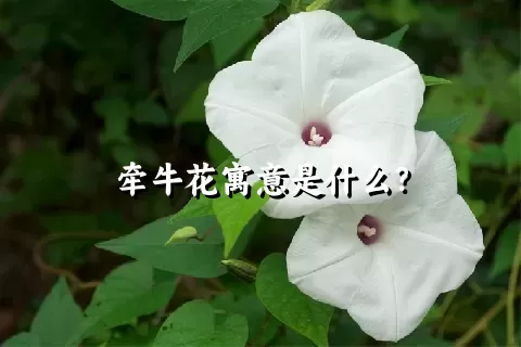 牵牛花寓意是什么？