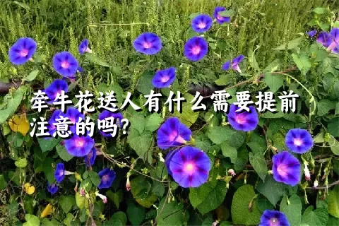 牵牛花送人有什么需要提前注意的吗？