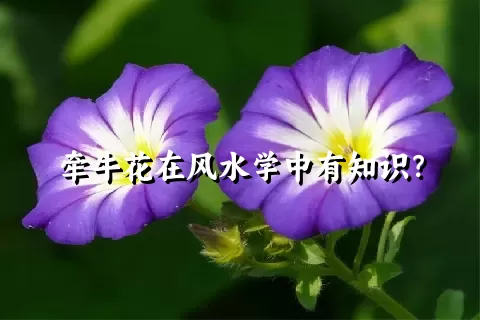 牵牛花在风水学中有知识？