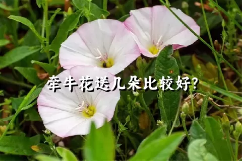 牵牛花送几朵比较好？