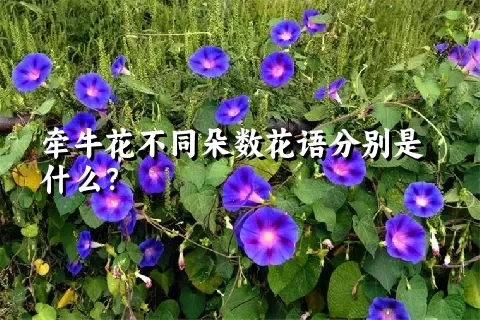 牵牛花不同朵数花语分别是什么？