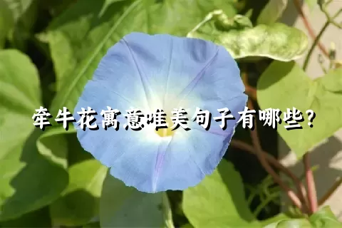 牵牛花寓意唯美句子有哪些？