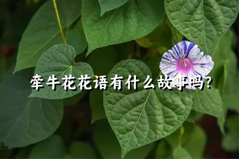 牵牛花花语有什么故事吗？