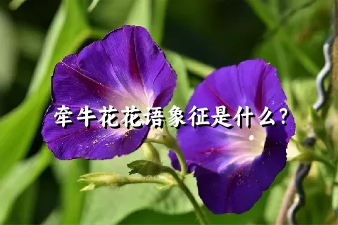 牵牛花花语象征是什么？