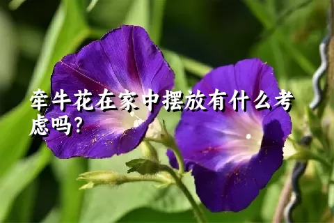 牵牛花在家中摆放有什么考虑吗？