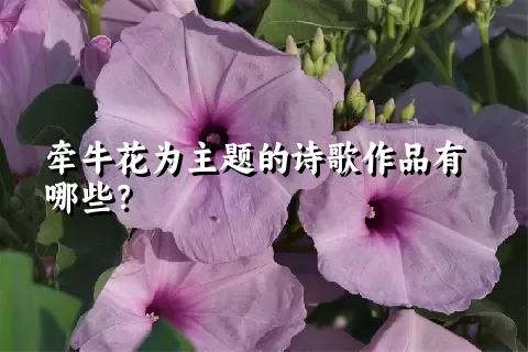 牵牛花为主题的诗歌作品有哪些？