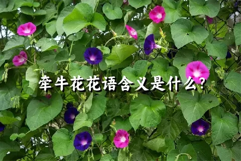 牵牛花花语含义是什么？