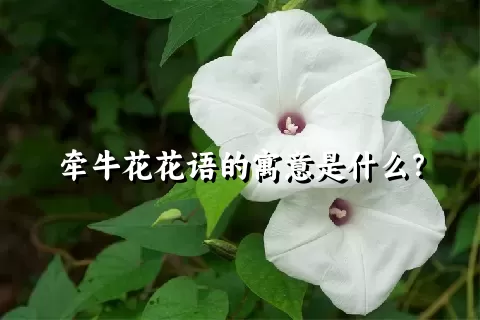 牵牛花花语的寓意是什么？