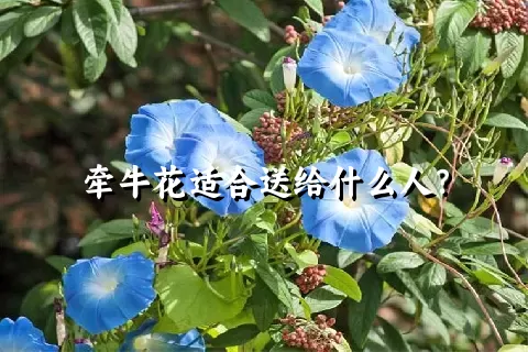 牵牛花适合送给什么人？