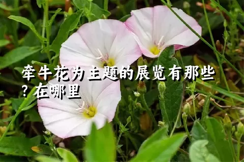 牵牛花为主题的展览有那些？在哪里