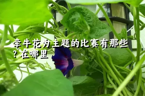 牵牛花为主题的比赛有那些？在哪里