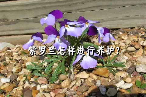 紫罗兰怎样进行养护？