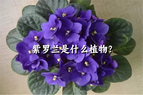 紫罗兰是什么植物？