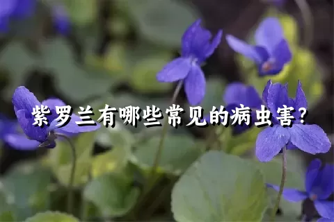 紫罗兰有哪些常见的病虫害？