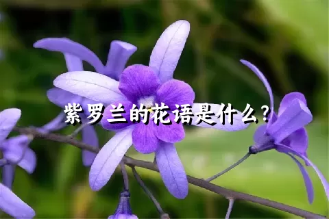 紫罗兰的花语是什么？