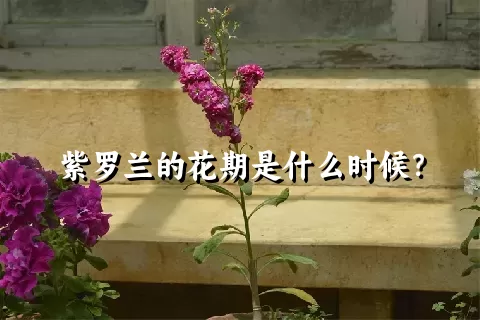 紫罗兰的花期是什么时候？