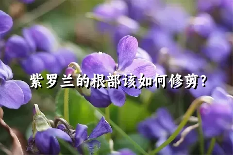 紫罗兰的根部该如何修剪？