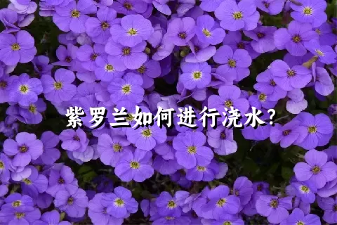 紫罗兰如何进行浇水？