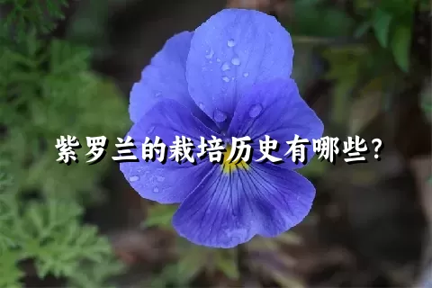 紫罗兰的栽培历史有哪些？