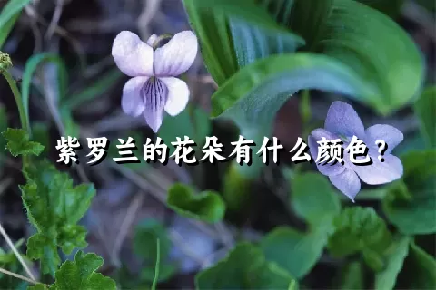 紫罗兰的花朵有什么颜色？