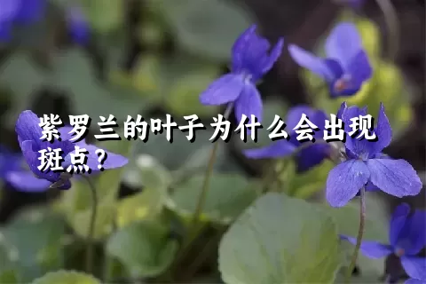 紫罗兰的叶子为什么会出现斑点？