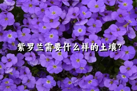 紫罗兰需要什么样的土壤？