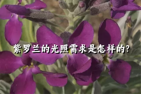 紫罗兰的光照需求是怎样的？