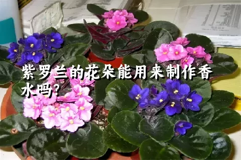 紫罗兰的花朵能用来制作香水吗？