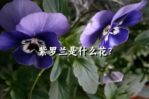 紫罗兰是什么花？