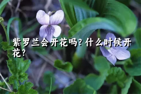 紫罗兰会开花吗？什么时候开花？