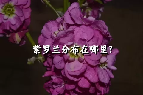 紫罗兰分布在哪里?