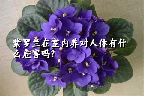 紫罗兰在室内养对人体有什么危害吗？