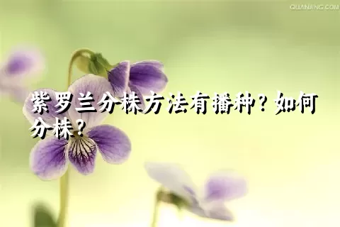 紫罗兰分株方法有播种？如何分株？