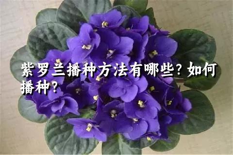 紫罗兰播种方法有哪些？如何播种？