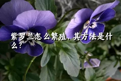 紫罗兰怎么繁殖，其方法是什么？