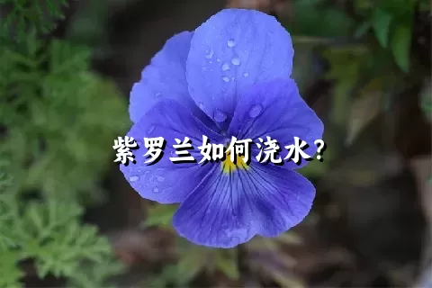 紫罗兰如何浇水？