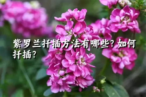 紫罗兰扦插方法有哪些？如何扦插？