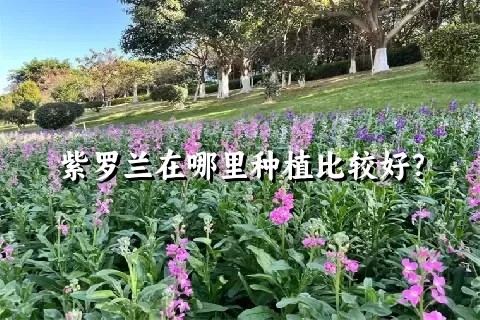 紫罗兰在哪里种植比较好？