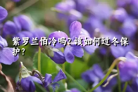 紫罗兰怕冷吗？该如何过冬保护？