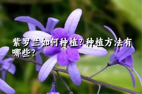 紫罗兰如何种植？种植方法有哪些？