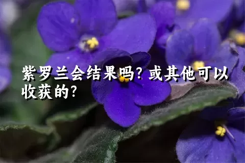 紫罗兰会结果吗？或其他可以收获的？