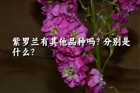 紫罗兰有其他品种吗？分别是什么？