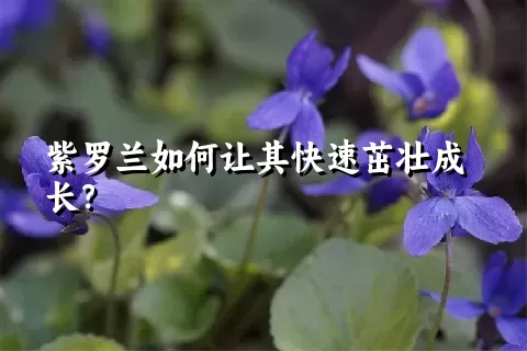 紫罗兰如何让其快速茁壮成长？