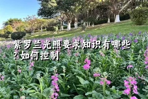 紫罗兰光照要求知识有哪些？如何控制