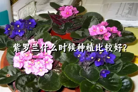 紫罗兰什么时候种植比较好？