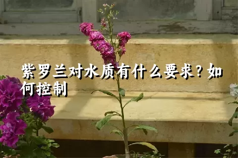 紫罗兰对水质有什么要求？如何控制