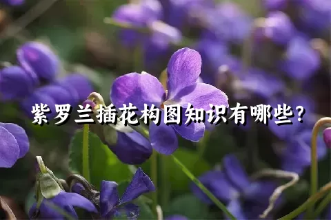 紫罗兰插花构图知识有哪些？