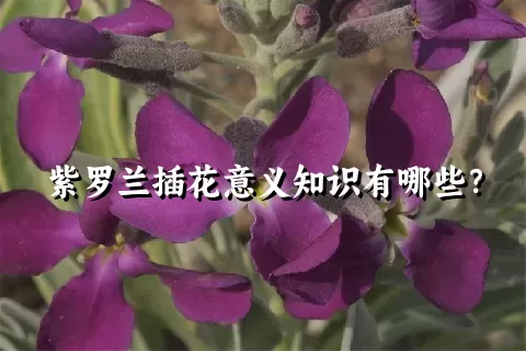 紫罗兰插花意义知识有哪些？