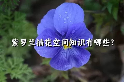 紫罗兰插花空间知识有哪些？