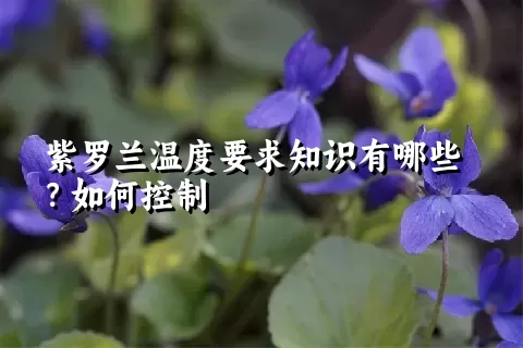 紫罗兰温度要求知识有哪些？如何控制